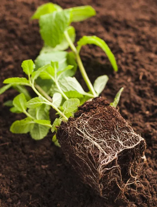 Seedling grown in coco peat