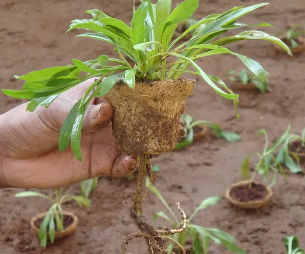 Coir Seed Germination / Grow discs
