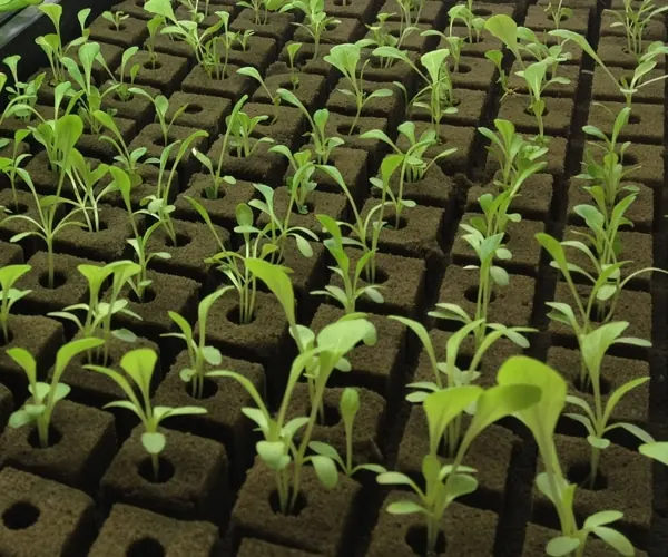 Propagation Cube